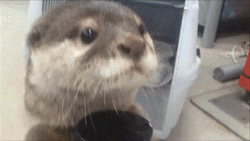 Cute Otter Looking