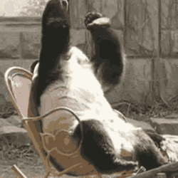 Cute Panda Facepalm GIF