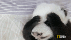 Cute Panda Having Headache