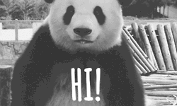 Cute Panda Hi