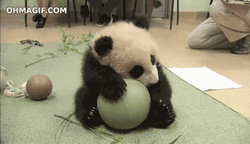 Cute Panda My Precious Ball GIF