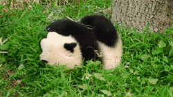 Cute Panda Rolling Funny GIF