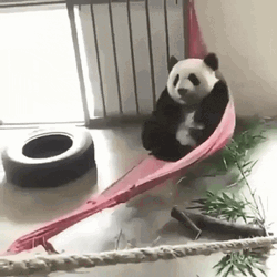 Cute Panda Swinging