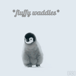 Cute Penguin Fluffy Waddle