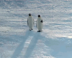 Cute Penguin Friends Waddles