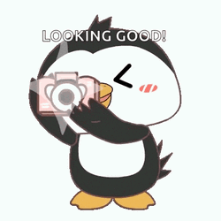 Cute Penguin GIF