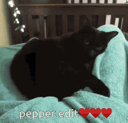 Cute Pepper Cat Edit