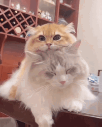 Cute Persian Cat Snuggles GIF