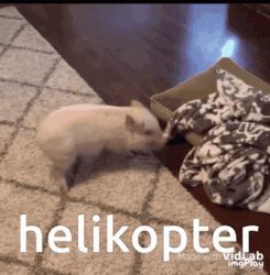 Cute Pig Helicopter Meme GIF