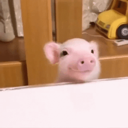 Cute Pig Smiling GIF