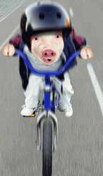 Cute Pig Sticker Riding Bicycle