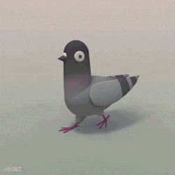 Cute Pigeon Birds GIF