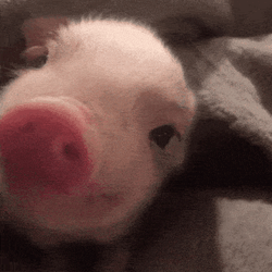 Cute Piglet GIF