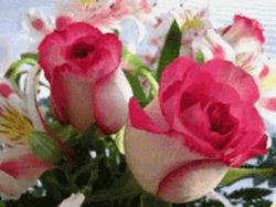 Cute Pink Flores Collage GIF