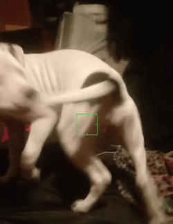 Cute Playful Dog Chasing Tail GIF