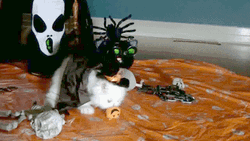 Cute Playing Halloween Cat  GIF