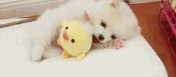 Cute Playing Pomeranian