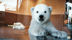 Cute Polar Bear Says Hi  GIF