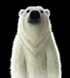 One eyed Bear, Polar Bear GIF