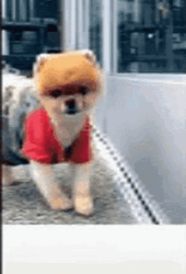 Cute Pomeranian Gymnastics GIF