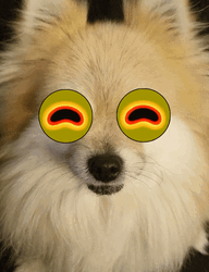 Cute Pomeranian Hypnotoad Eyes Meme GIF