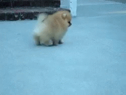 Cute Pomeranian Walking GIF
