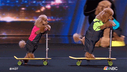 Cute Poodles Riding Scooter GIF