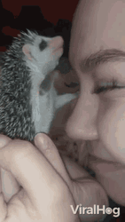 Cute Porcupine Beso GIF