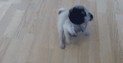 Cute Pug Dog Chasing Tail Spinning Around GIF