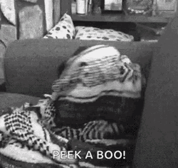 Cute Pug Dog Playing Peek A Boo  GIF