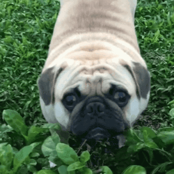 Cute Pug Dog Smile GIF