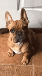 Cute Pug Dog Tilting Head  GIF
