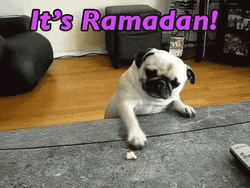 Cute Pug It's Ramadan GIF