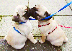 Cute Pug Kissing GIF