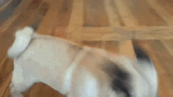 Cute Pug Looking GIF