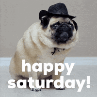 Cute Pug Wearing A Hat Saturday Morning GIF