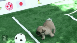 Cute Pugs Playing Soccer