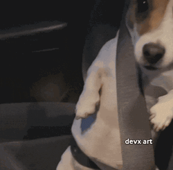 Cute Pup Wearing Seat Belt GIF