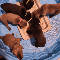 Cute Puppies Dogs Meme GIF