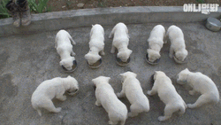 Cute Puppies Family Eating  GIF