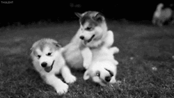 Cute Puppies Family Love GIF