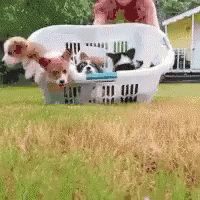 Cute Puppies Playing Running GIF