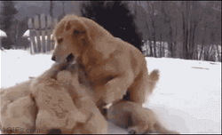 Cute Puppies Playing Snow GIF