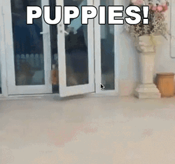 Cute Puppies Run Hello GIF