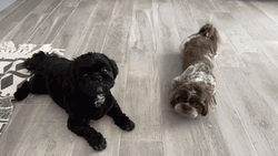 Cute Puppies Shih Tzu GIF
