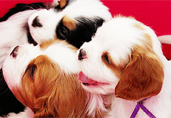 Cute Puppies Wink Tongue GIF