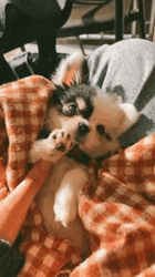 Cute Puppy Adorable Paws Play GIF