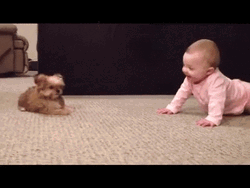 Cute Puppy Bark Play Baby GIF