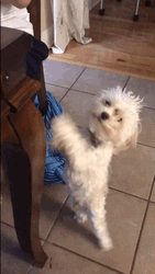 Cute Puppy Begging GIF