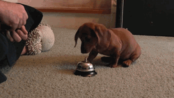 Cute Puppy Bell Ring Trick GIF
